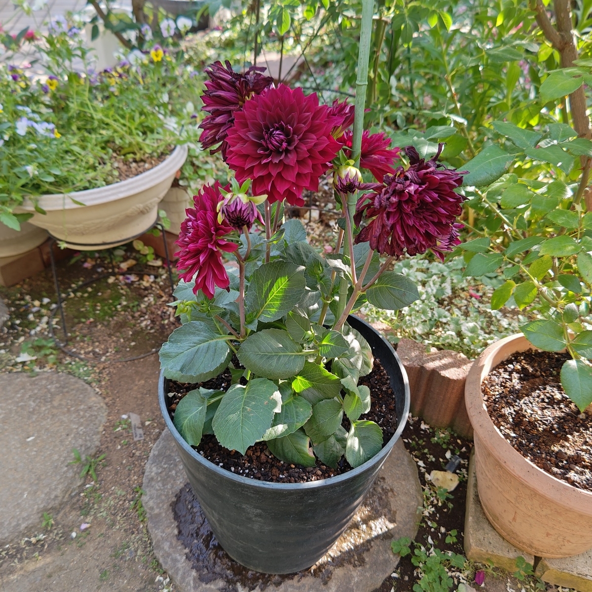 バラ・プリンセスヴェールとダリア・黒蝶の植え付け - 咲いたらいいね