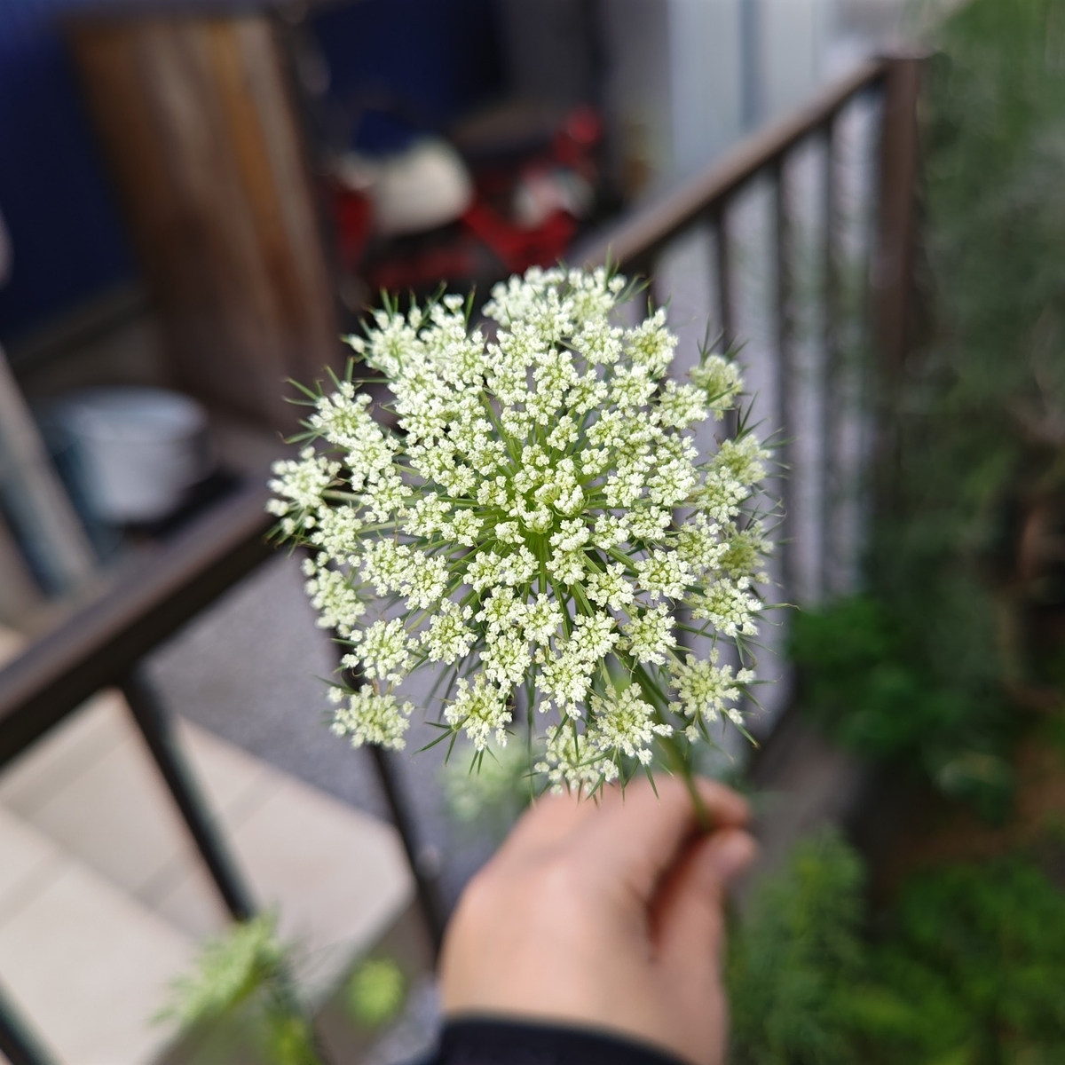 ブラックレースフラワーとブラックレースフラワー、ニンジンのお花
