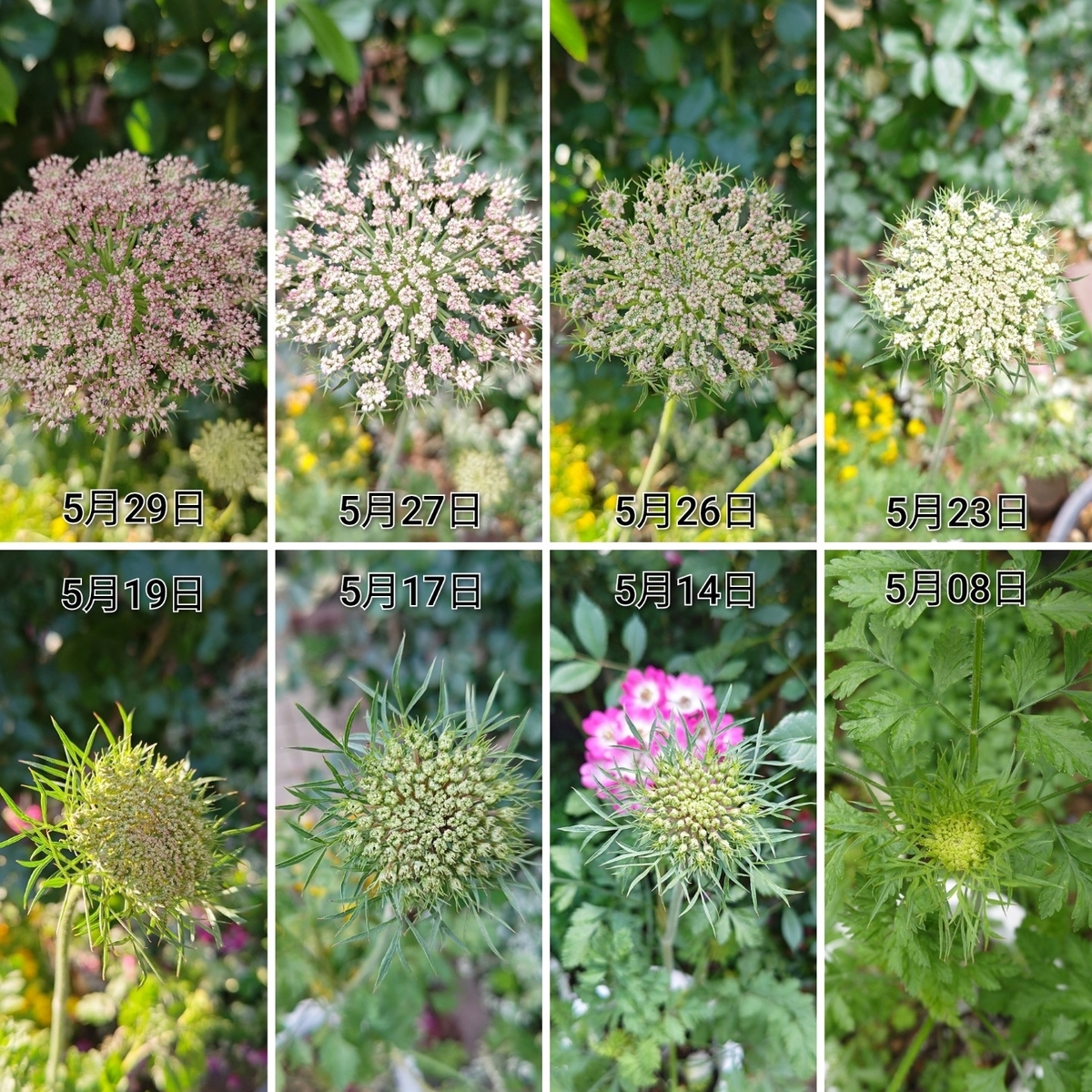 ブラックレースフラワーとブラックレースフラワー、ニンジンのお花