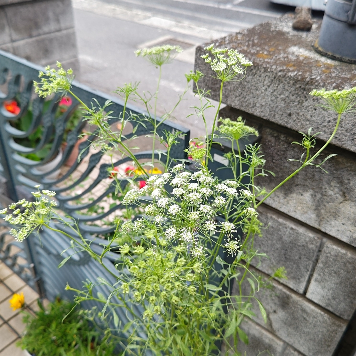 今咲いている種まきっ子たち - 咲いたらいいね
