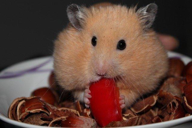 hamsterkäufen