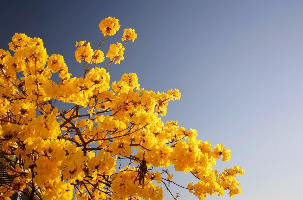 mimosa