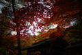 京都新聞写真コンテスト　鍬山神社『逆光』