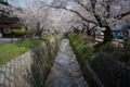 京都新聞写真コンテスト　哲学の道『桜の水路』