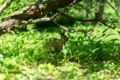 植物園に野ウサギ