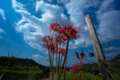 明日香村の彼岸花　その１