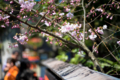 京都新聞写真コンテスト　車折神社『ほころぶつぼみ』