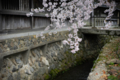 京都新聞写真コンテスト　大覚寺『枝垂れて』