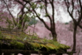 京都新聞写真コンテスト　原谷苑『苔むす』