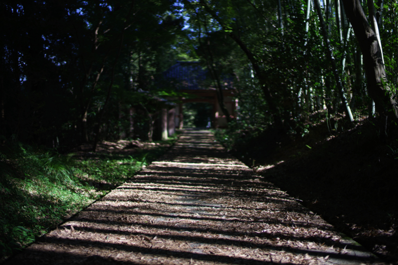 京都新聞写真コンテスト　勝持寺『参道』