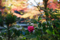 京都新聞写真コンテスト　長岡天満宮『花ひとつ』