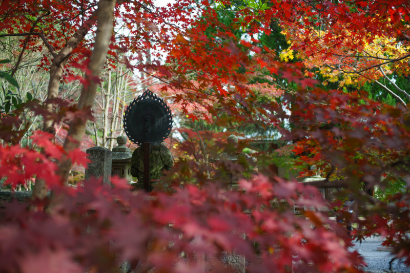 京都新聞写真コンテスト　光明寺『光背』