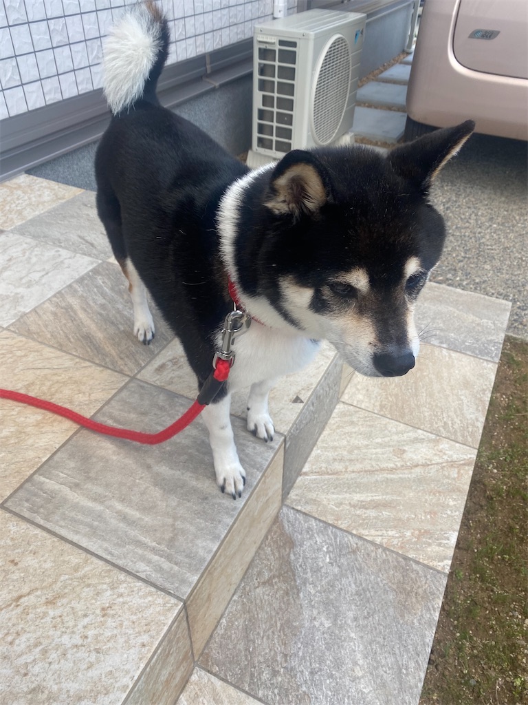 玄関先につながれた犬