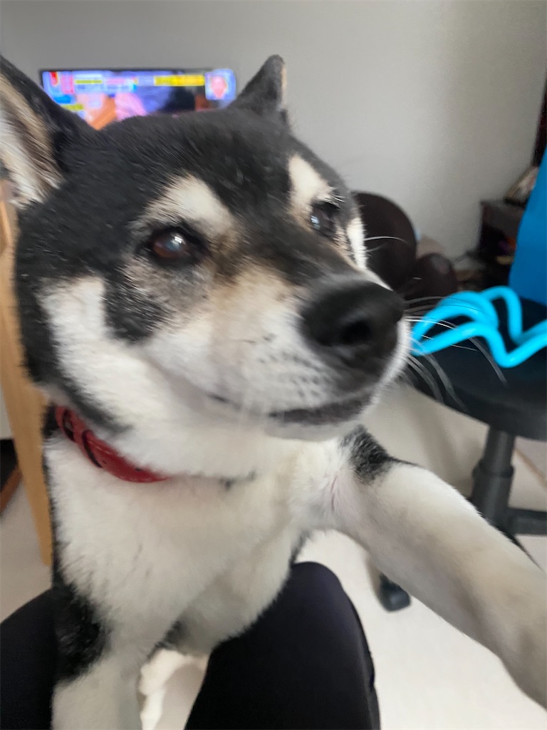 恐れている黒柴犬