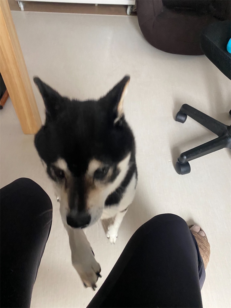 黒柴犬がガリガリします。