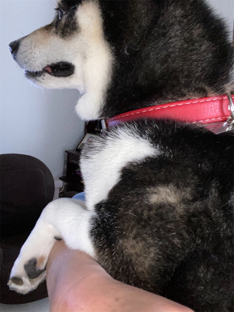 抱っこされている黒柴犬