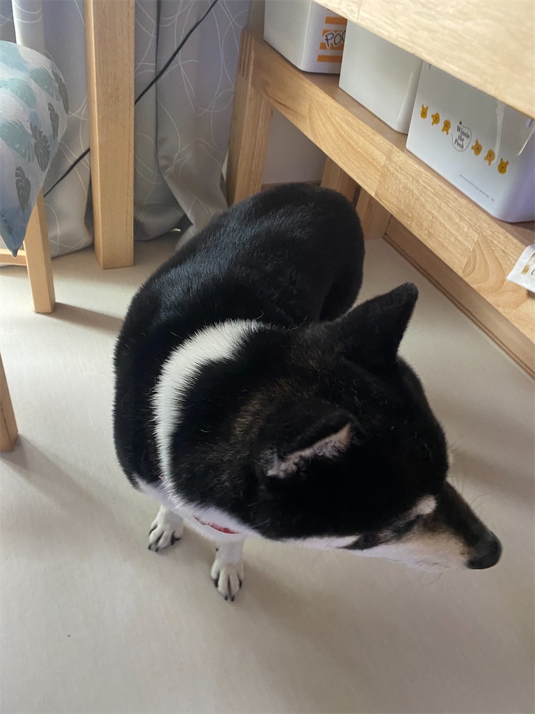 テーブルの下の隠れる黒柴犬