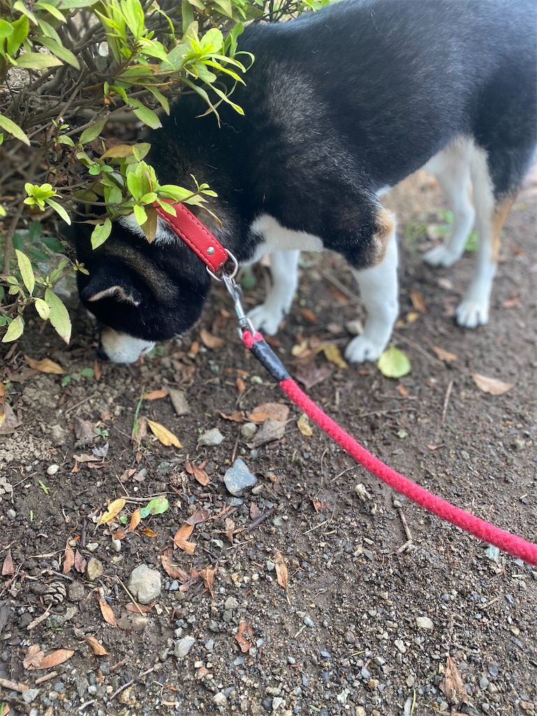 草の臭いを嗅いでいる黒柴犬