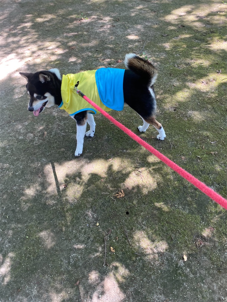 木陰で涼む黒柴犬