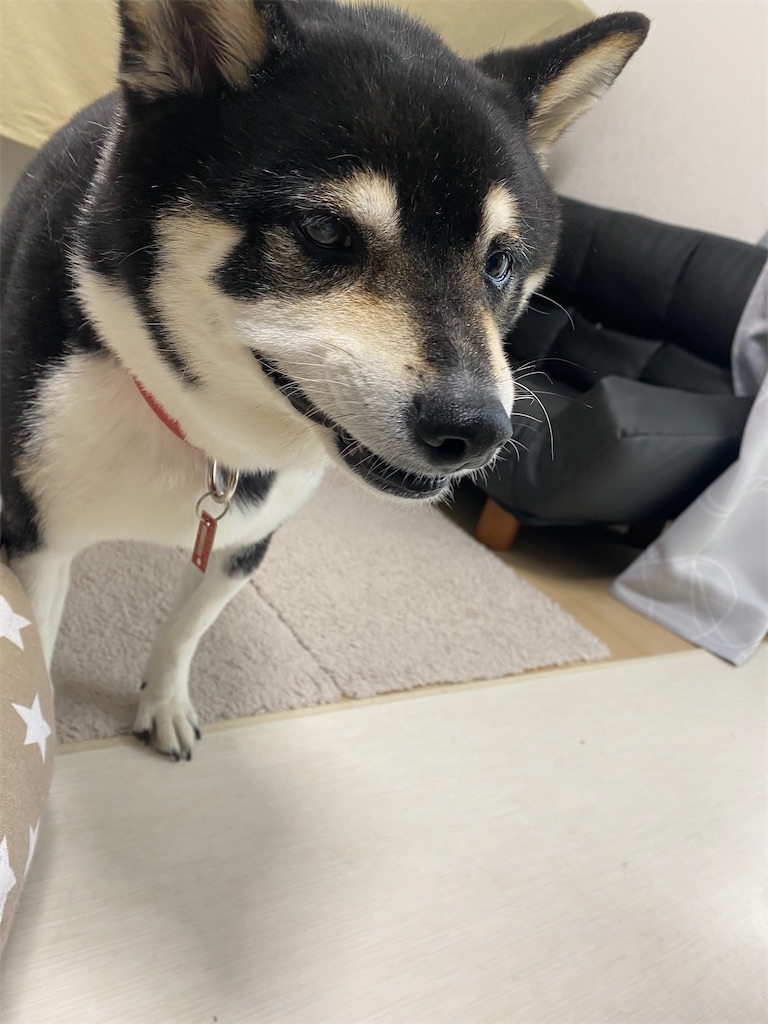 ニタッとしている黒柴犬