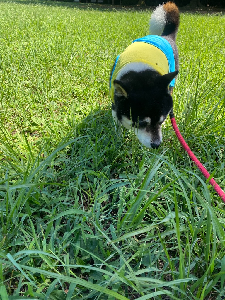 草むらの中の黒柴犬