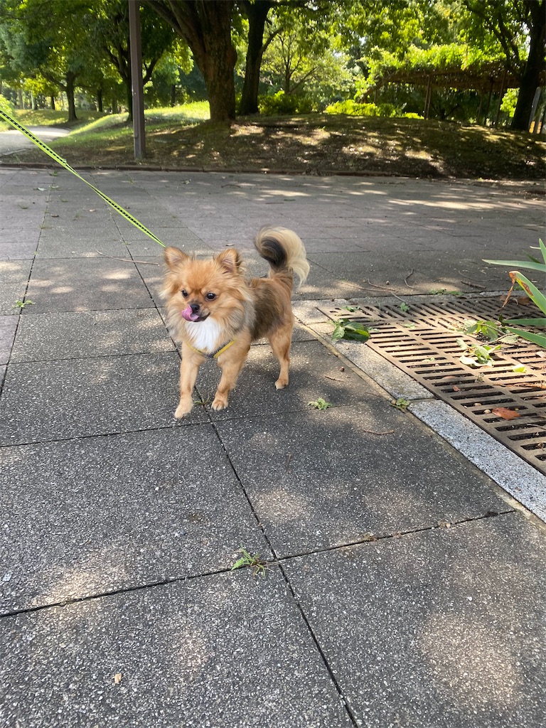 チワワがこっちを見てる