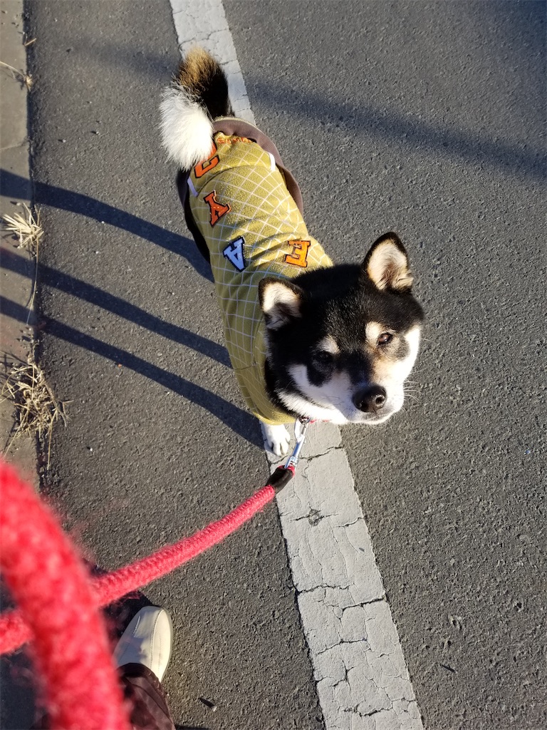 アスファルトでこっちに歩いてくる黒柴犬