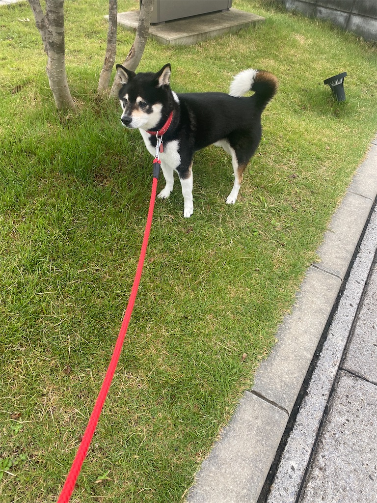 芝生の中の黒柴犬