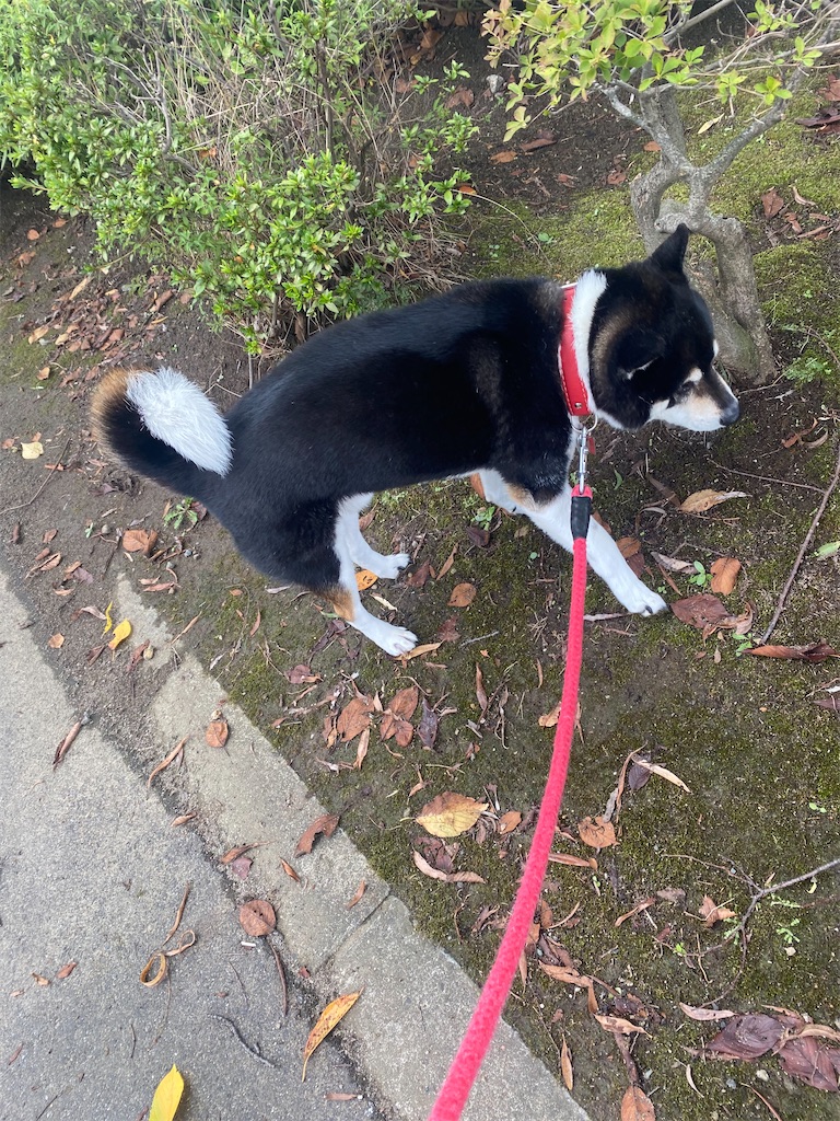 黒柴犬がお散歩してます。