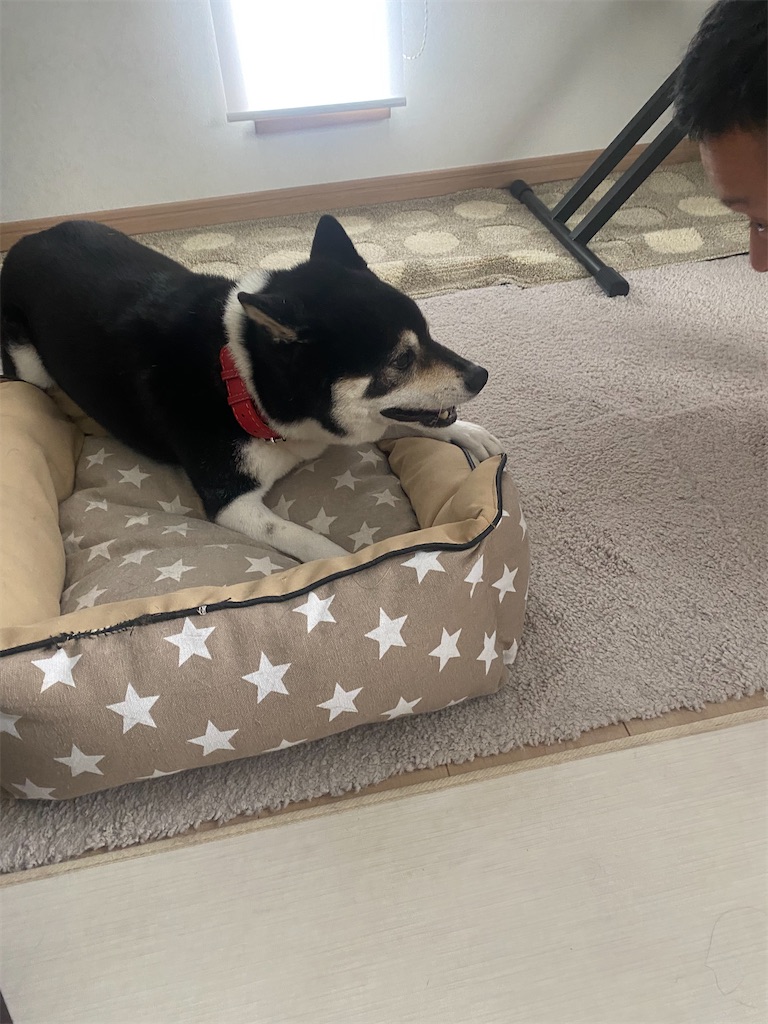 元気に動いている黒柴犬