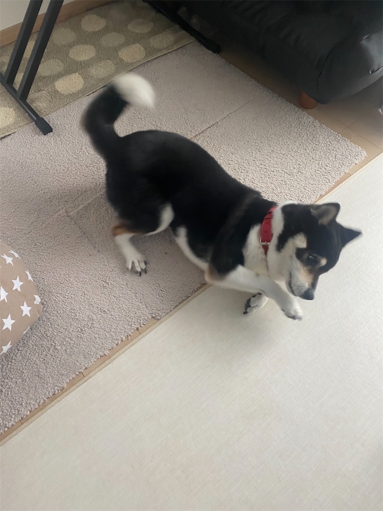 元気に動いている黒柴犬