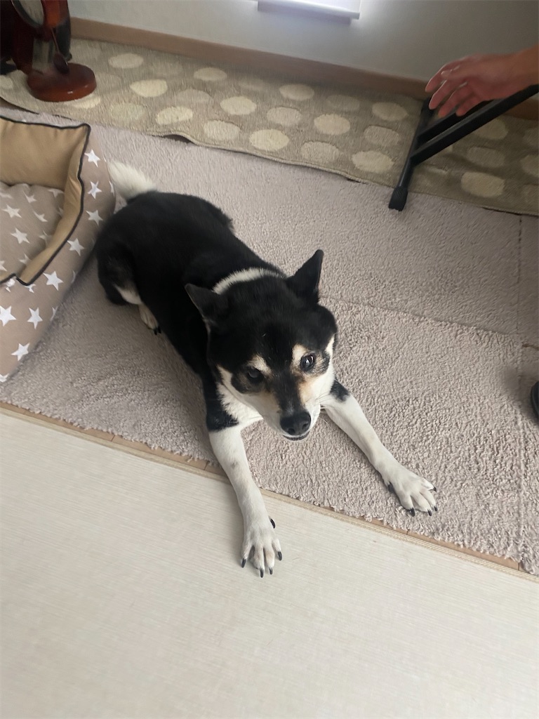これから、スタートダッシュする準備の黒柴犬