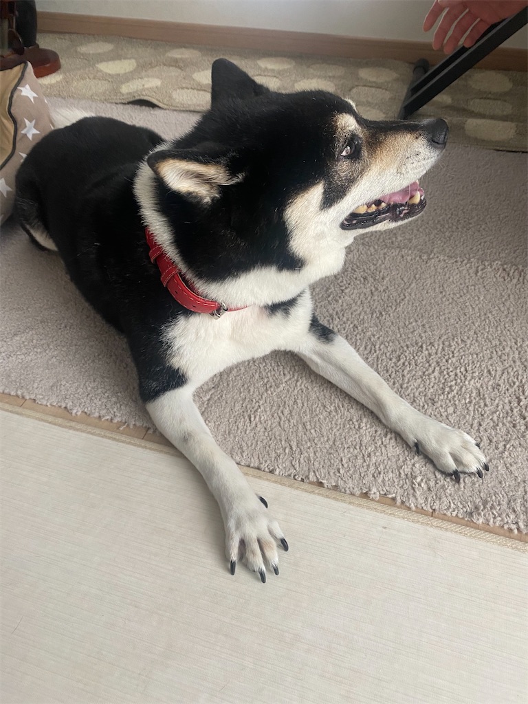これから、スタートダッシュする準備の黒柴犬