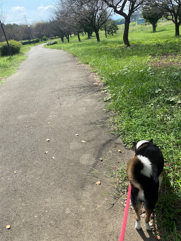 散歩道の端っこを歩く黒柴犬
