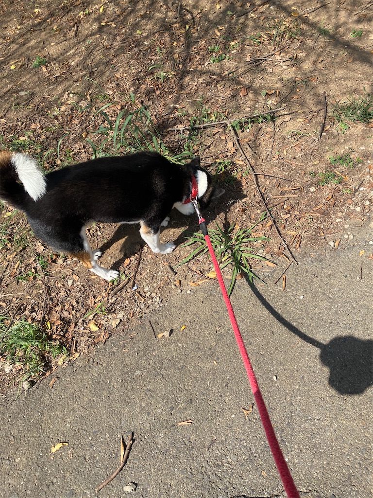枯れ葉の上を歩く黒柴犬