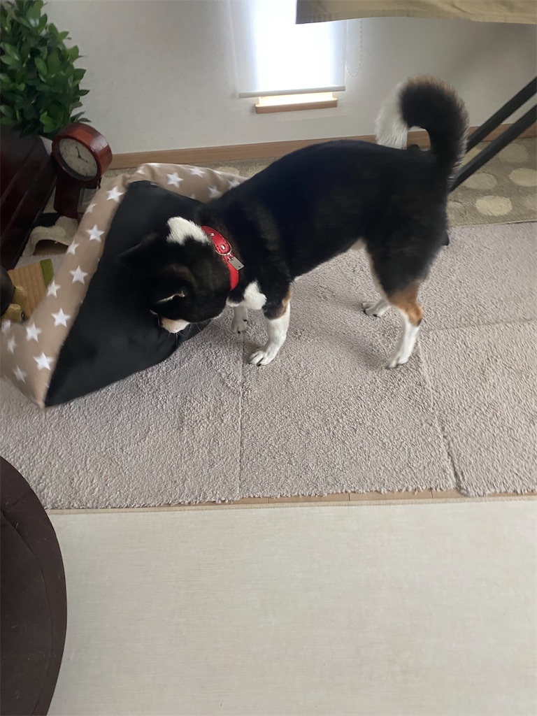 部屋の中でペットベッドに噛みついている黒柴犬