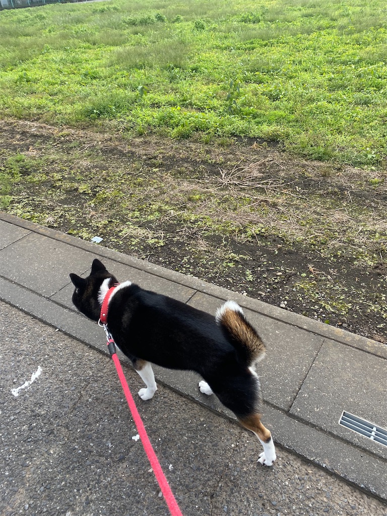 アスファルトの道でむこうに歩いて行く黒柴犬