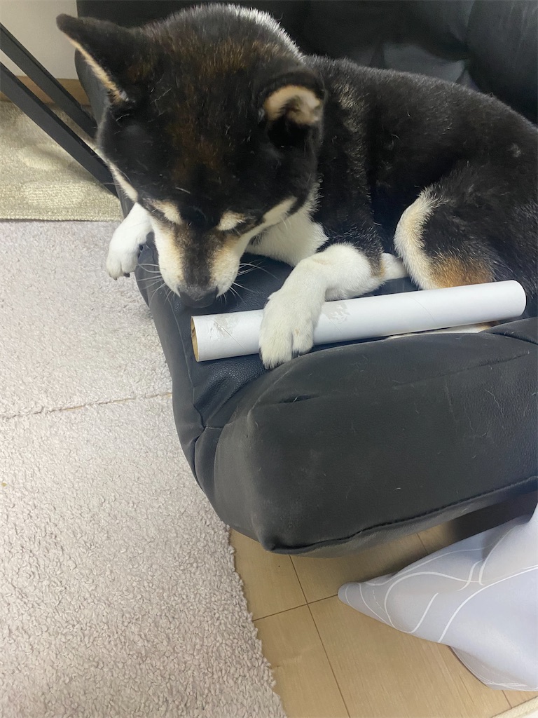 ラップの芯をかじっている黒柴犬