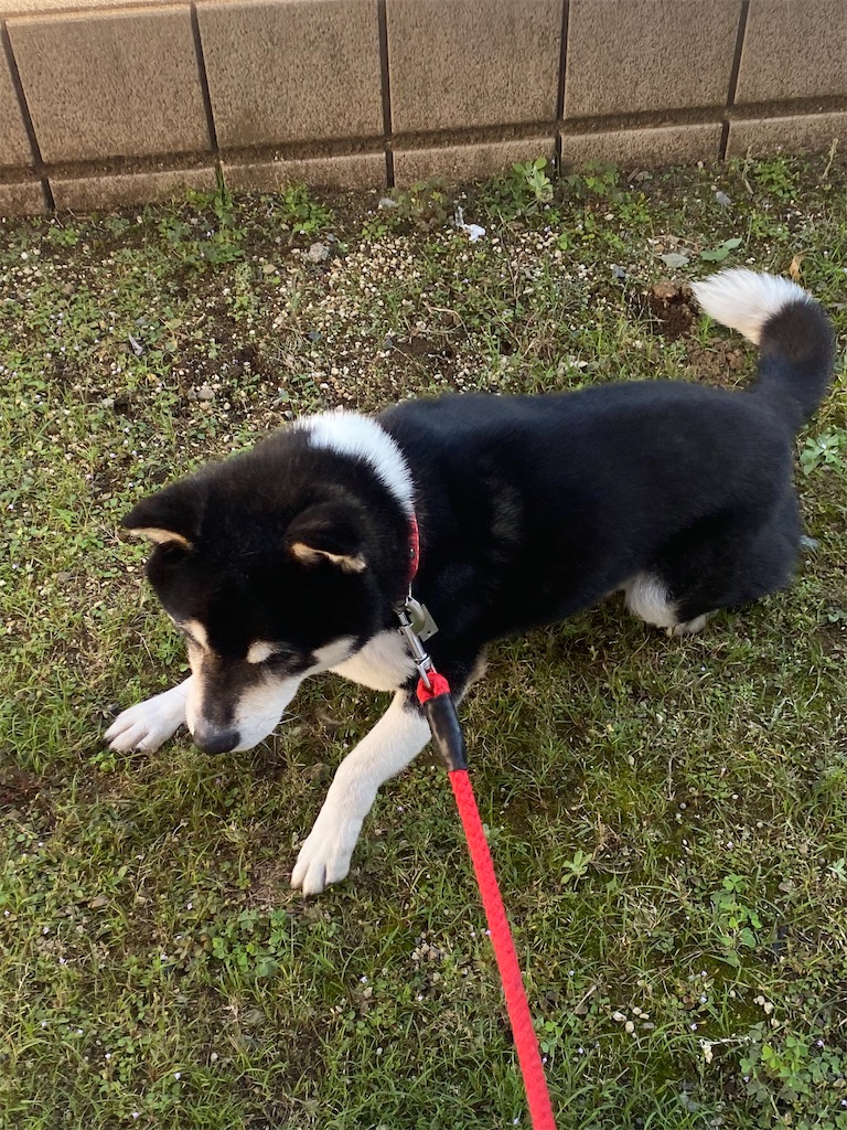 庭で伏せをしている黒柴犬