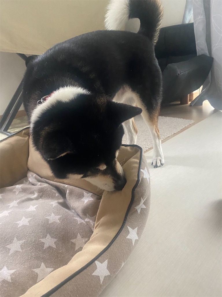 ペットベッドに噛みつく黒柴犬