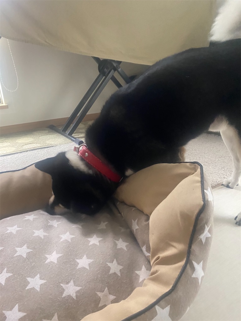 ペットベッドに頭をこすりつける黒柴犬