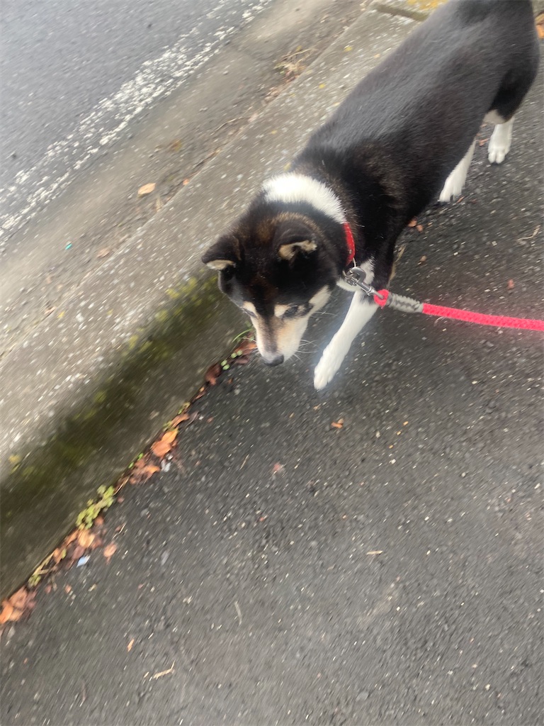 歩道を歩いている黒柴犬