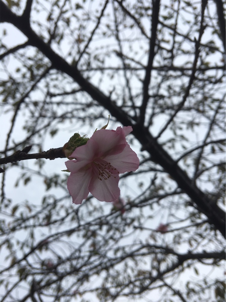 河津桜が咲いている