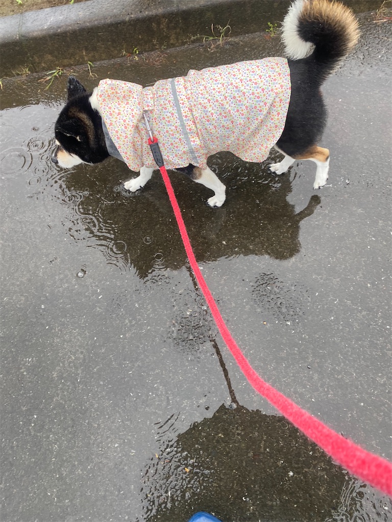 雨の中カッパを着て散歩中の黒柴犬