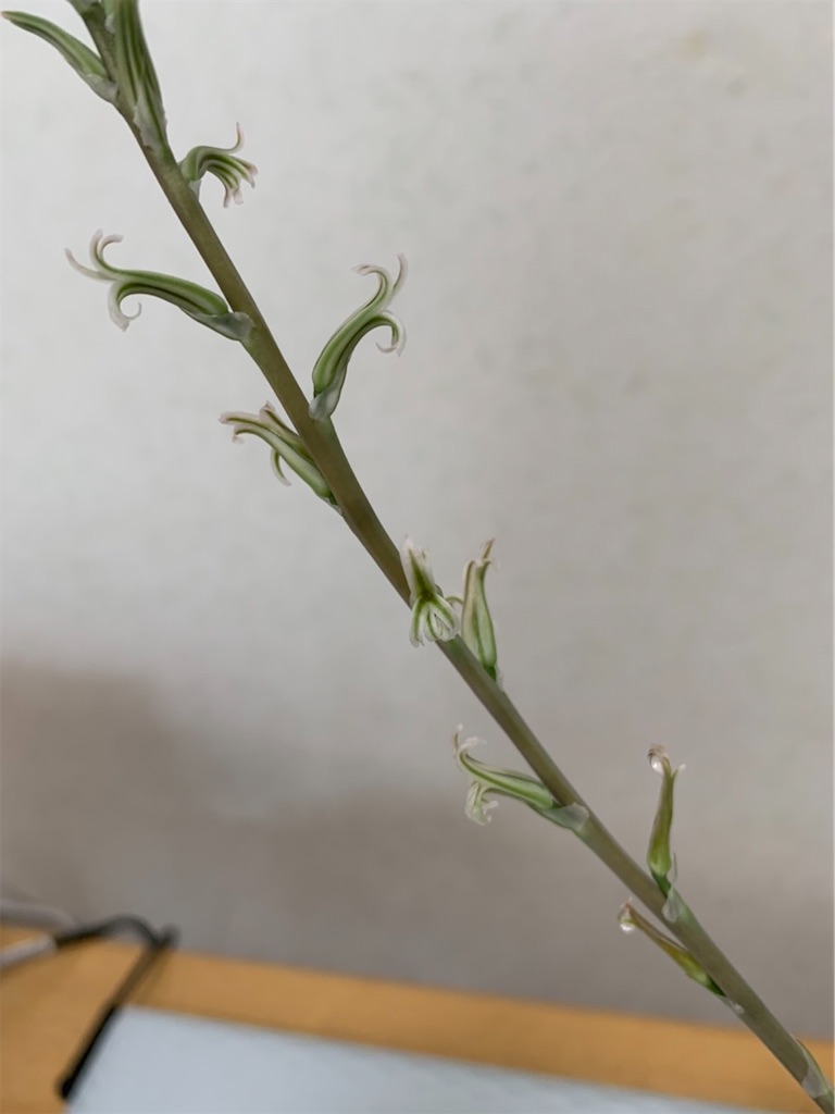 ハオルチアの花が咲いている