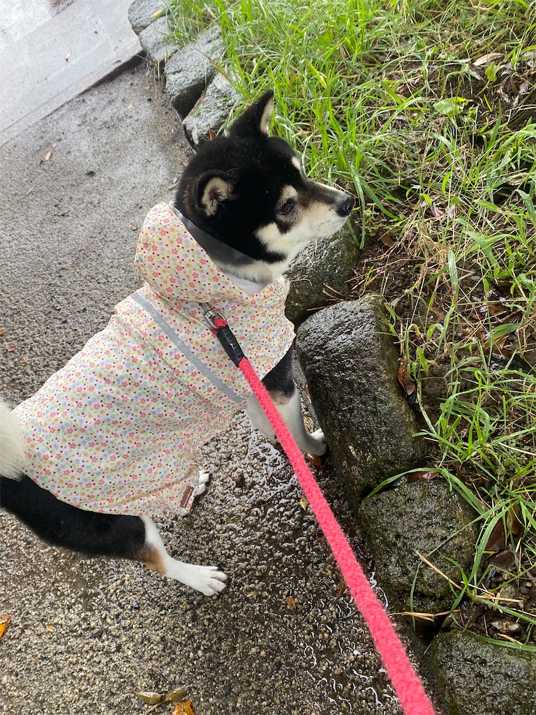 カッパを着ている黒柴犬カッパが草むらを見ている