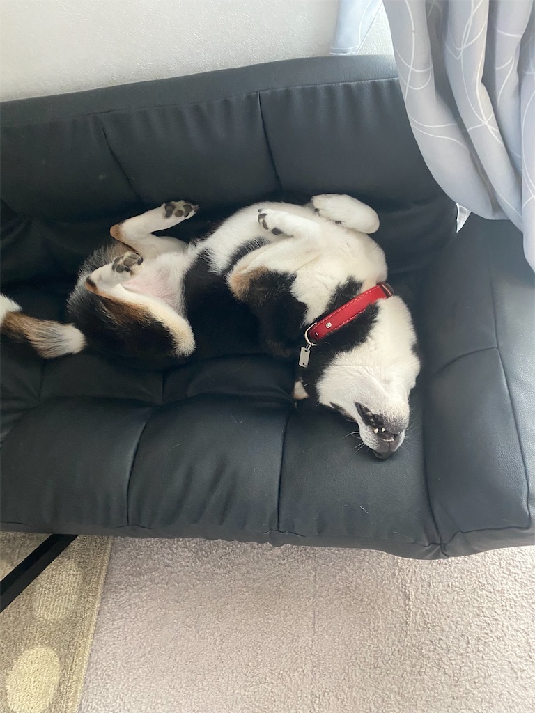 ソファの上でお腹を見せている黒柴犬