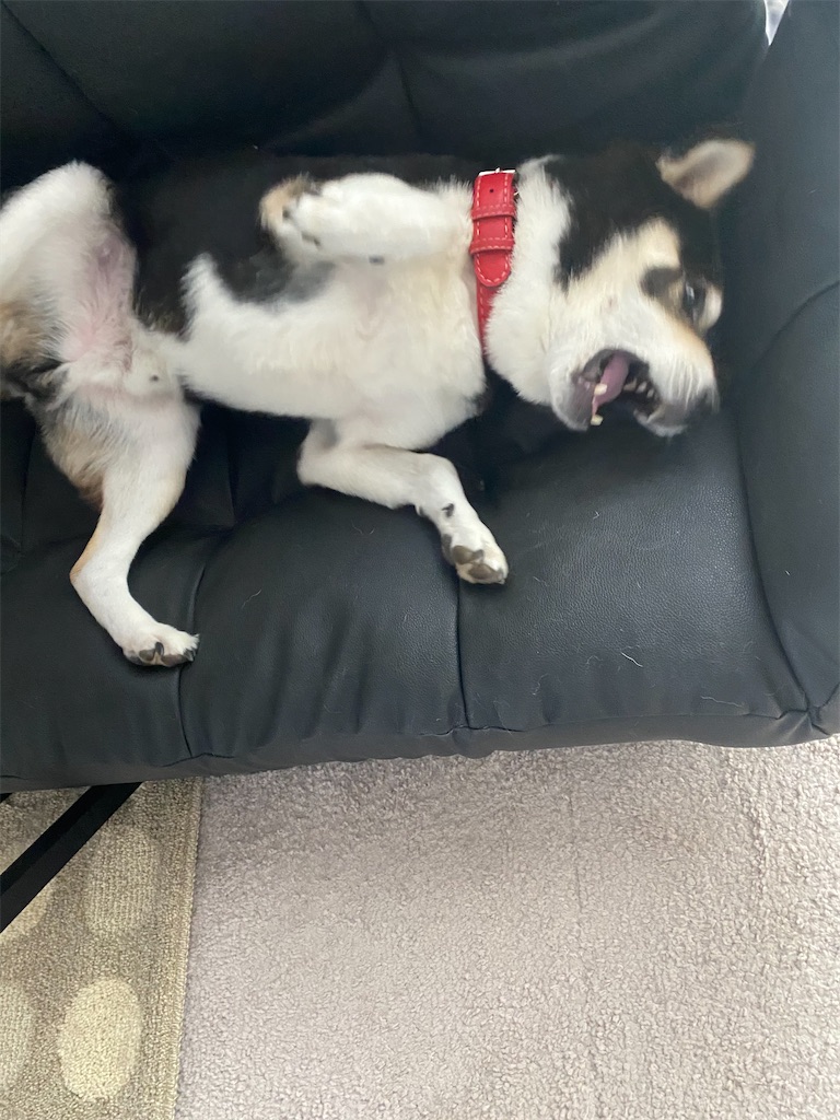ソファの上で横向きになっている黒柴犬