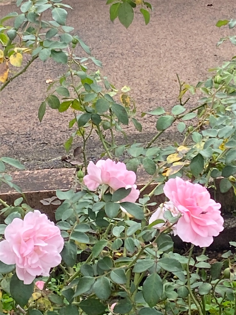 薄いピンクのバラ