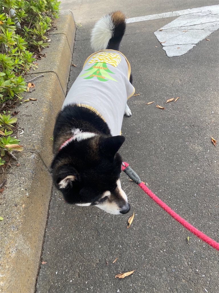お散歩中の黒柴犬